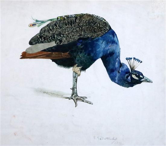 § Edward Julius Detmold (1883-1957) Study of a peacock 9.5 x 11in.